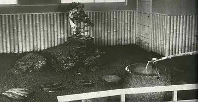 Higurashi, el bonsái japonés, fotografiado en 1979