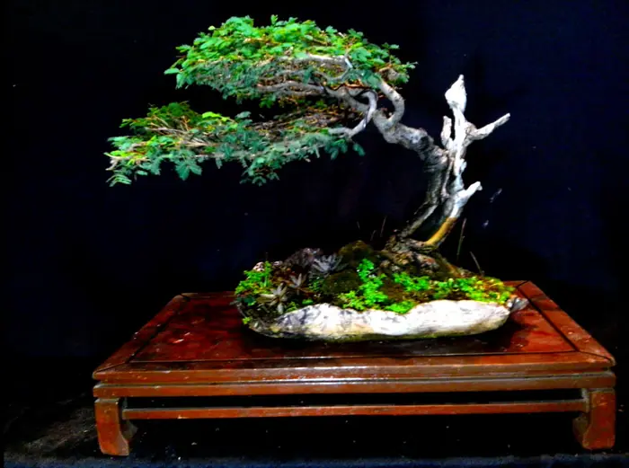 Trabajo de Higurashi Jardinería Creativa