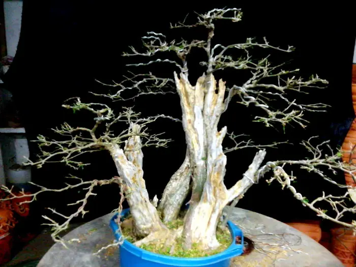 Trabajo de Higurashi Jardinería Creativa