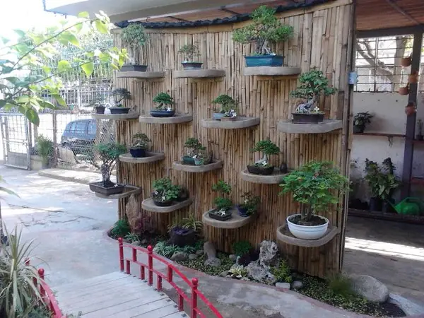 Bonsáis en exhibición en el vivero de Higurashi