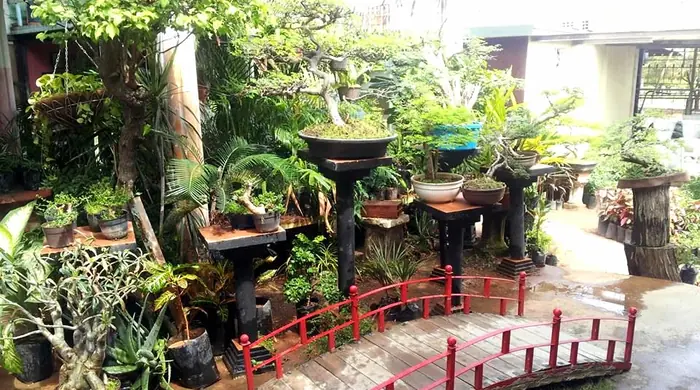 Patio del taller con bonsáis sobre soportes de piedra