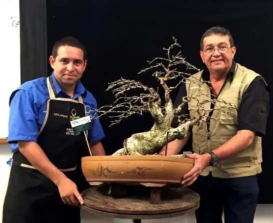 Trabajo de taller sobre una composición de bonsái